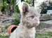 Curly coat pink floodles