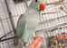 Hand reared baby ringnecks