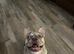 merle French Bulldog Stud Available