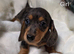 Miniature Dachshund Puppies KC Registered