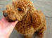 Toy Poodle Puppy Female
