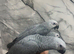 Handreared Friendly Super Tame Cuddly African Grey Parrot,24
