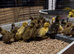 Khaki Campbell ducklings for sale