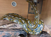 Aztec retic male,
