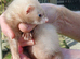 GENUINE MICRO FERRETS