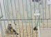Goldfinch pairs