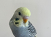 Budgies group