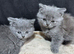 Scottish fold/straight for sale