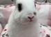 Netherlands and mini lops
