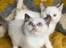 Pure British shorthair