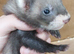 Ferret kits, silvers and agoutis