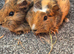 Guinea pig boars