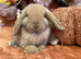 Mini lop