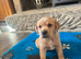 Strong confident yellow Labrador pups