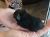 Guniea pigs