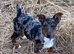 Jack Russell