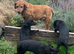 Labrador x Collie Puppies