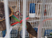 Mexican finch hen