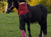14.1hh Cob Mare