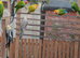 Job lot of lovebirds for sale.