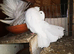 Most lovely pair of fantails