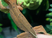 One cute crested gecko for sale