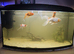 5 Goldfish, 60ltr fish tank. New filter need to sell as moving.