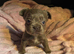 REDUCED! Fluffy & Pink frenchie