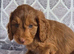 Cockapoo