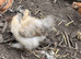 Silkie chicks 1-13 weeks old