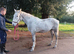 Dapple grey 2yo 15.3h IDXISH filly