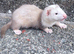 Part Angora hob ferret hob