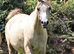 Beautiful Arab Mare with outstanding Pedigree