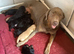 Toy Labradoodles
