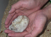 Baby hamsters