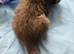 Pure bred Mainecoon kittens