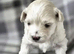 TINY KOREAN MALTIPOO PUPPIES