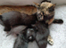 Lovely kittens need new homes
