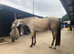 Arab X 15.1 13 years old Gelding