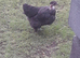 1 necked neck bantam chicken