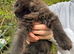 RARE Maine coon kittens