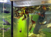5 guppies
