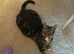 Gwen needs new home asap