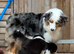 Quality Australian Shepherd Puppies