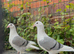 saddle homer blue youngsters