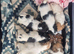 SMALL JACK RUSSELL PUPPIES