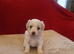 Pedigree Bichon Frise pups