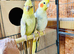 A pair of Cocktails