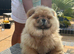 Outstanding male chow chow