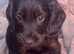 Working cocker spaniels